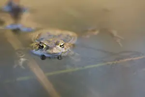 Bufo Bufo Reproduction Drucke: Common toad (Bufo bufo) with spawning lines in the water