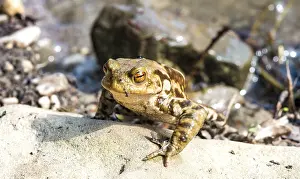 Common Toad Germany Drucke: Common toad (Bufo bufo) on stone