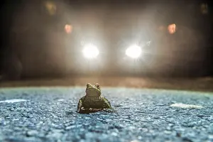 Grünfrosch (Bufo Bufo) während der Froschsiedlung in der Nacht im Scheinwerferlicht.