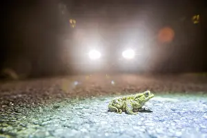 Lower Saxony Nature Reserves Drucke: Common toad (Bufo Bufo) during toad migration at night in the spotlight