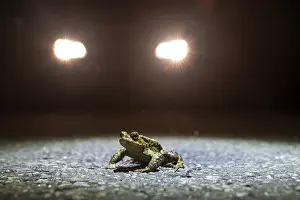 Central Europe Environmental Conservation Drucke: Common toad (Bufo Bufo) during toad migration at night in the spotlight
