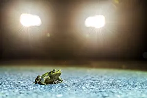 Bufo Bufo Germany Drucke: Common toad (Bufo Bufo) during toad migration at night in the spotlight