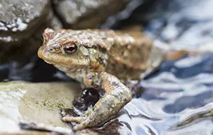 Common Toad In Water Drucke: Common toad (Bufo bufo) in water