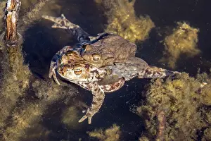 Wild Animal Reproduction Drucke: Common toad (Bufo bufo) in water