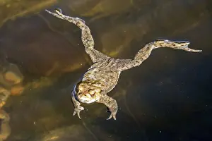 Bufo Bufo Germany Drucke: Common toad (Bufo bufo) in the water