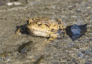 European Toad Habitat Drucke: Common toad (Bufo bufo) in water