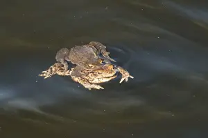 Wetland Biotope Photography Drucke: Common toad (Bufo bufo) in water
