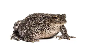 European Toad Drucke: Common toad, European toad, or simply the toad