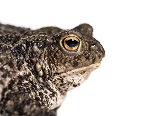 European Toad Drucke: Common toad, European toad, or simply the toad