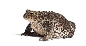 European Toad Drucke: Common toad, European toad, or simply the toad