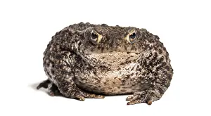European Toad Drucke: Common toad, European toad, or simply the toad