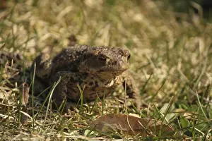Common Toad Drucke: A common toad on grass