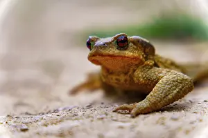 Common Toad Drucke: Common toad resting on sandy ground