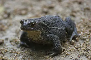 Common Toad Drucke: A common toad on sandy ground