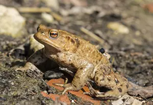 Southern Germany Wildlife Scene Drucke: Common toads (Bufo bufo), mating at water