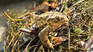Drucke von Gemeine Kröte (Bufo bufo), Paarung am Wasser, Stallauer Weiher, Bayern, Deutschland Kröten Drucke: Gemeine Kröten (Bufo bufo), Paarung am Wasser.