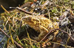 Southern Germany Wildlife Drucke: Common toads (Bufo bufo), mating at water