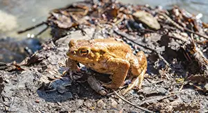 Bufo Bufo Germany Drucke: Common toads (Bufo bufo), mating at water