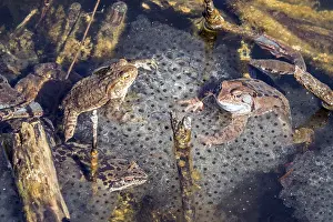 Common Toad Drucke: Three common toads (Bufo bufo) sitting in the water on spawn