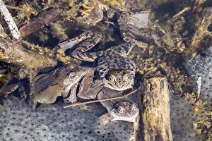 Common Toad Drucke: Three common toads (Bufo bufo) sitting in the water on spawn