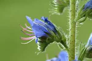 Vipers Bugloss Drucke: Common viper's-bugloss (Echium) vulgare