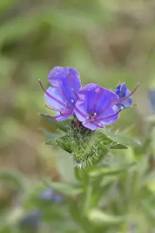 Blue Blossom Germany Drucke: Common viper's bugloss (Echium vulgare)