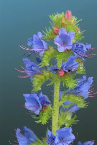 Echium Vulgare Drucke: Common viper's-bugloss (Echium) vulgare