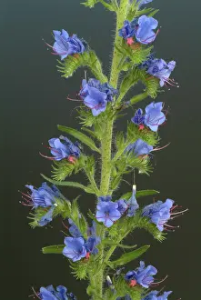 Blue Blossom Flowers Drucke: Common viper's-bugloss (Echium) vulgare