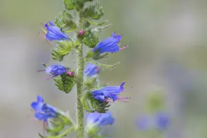 Close Up Flower Drucke: Common viper's bugloss (Echium vulgare)