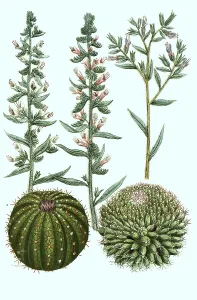 Echium Vulgare Drucke: Common viper's bugloss (Echium vulgare) or viper's bugloss viper's bugloss