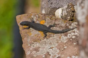Gemeiner Wandläufer (Podarcis muralis)