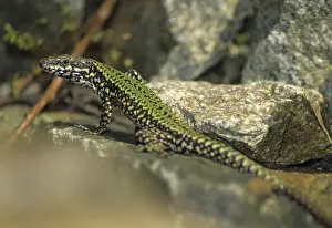 Lacertiden Drucke: Gemeiner Wandläufer, Podarcis muralis