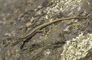 Common Wall Lizard Drucke: Common wall lizard, Podarcis muralis