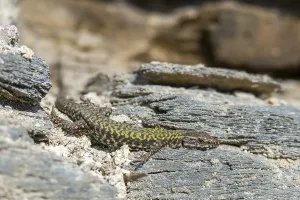 Scaled Reptile Fauna Drucke: Common wall lizard, Podarcis muralis