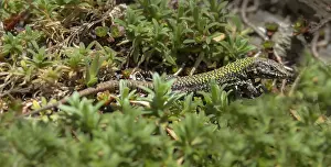Scaled Reptile Fauna Drucke: Common wall lizard, Podarcis muralis