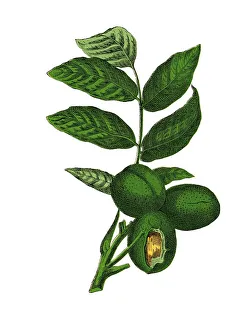 Moritz Willkomm Artwork Drucke: Common Walnut Tree, historical illustration