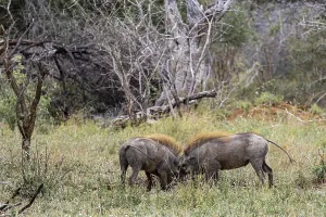 Drucke von Zwei gewöhnliche Kriegspfauen stoßen sich. Wildtiere in natürlicher Umgebung, Safari in Savanne. Kruger Nationalpark, Südafrika Warzenschwein Drucke: Zwei häufige Kriegshausschweine stoßen mit den Köpfen zusammen.