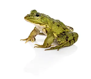 Common Water Frog Drucke: Common Water Frog in front of a white background