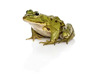 Wildlife Studio Photography Drucke: Common Water Frog in front of a white background