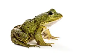 Amphibian Animal Drucke: Common Water Frog in front of a white background