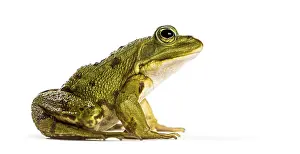 Single Colored White Background Drucke: Common Water Frog in front of a white background