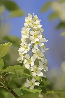 Central Europe Fruit Trees Drucke: Common weeping cherry (Prunus padus)