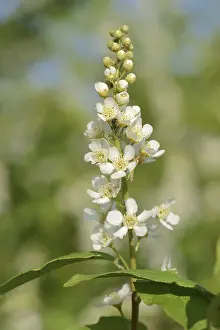 Fruit Tree Blossom Drucke: Common weeping cherry (Prunus padus)