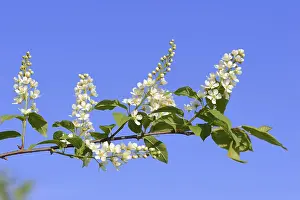 Fruit Tree Flowering Season Drucke: Common weeping cherry (Prunus padus)