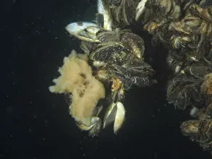 Drucke von Ein kompakter Süßwasserschwamm, Flusschwamm (Ephydatia fluviatilis) unter Quagga-Dreizackmuscheln (Dreissena rostriformis bugensis), invasive Arten. Tauchplatz Wildsau, Berlingen, Bodensee, Schweiz Schwämme Drucke: Ein kompakter Süßwasserschwamm.
