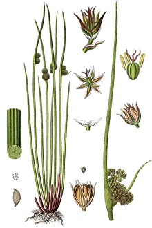 Gerahmter Druck : Kompaktkrüppelwasserlaufer (Juncus conglomeratus) Gerahmter Druck : Kompaktkrüppelwasserlaufer (Juncus conglomeratus)