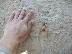Wildlife Photography Middle East Drucke: Comparison of the sizes of a Solifugae with the palm size