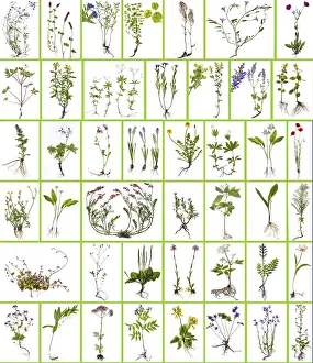 Bavaria Plants Drucke: Compilation of wild plants on a white background