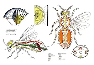 Historical Medical Illustration Drucke: Complex anatomy and physiology of a fly