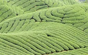 Southeast Asia Farming Drucke: Complex landform full of tea trees